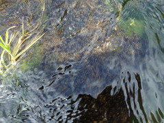 Scorpidium revolvens