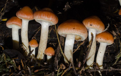 Pyrrhulomyces astragalinus