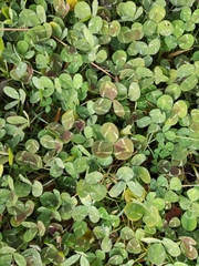 Trifolium repens