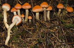 Pyrrhulomyces astragalinus