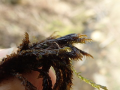 Scorpidium revolvens