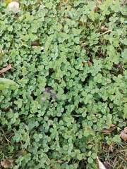 Trifolium repens