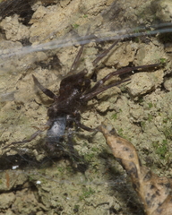 Hypodrassodes maoricus