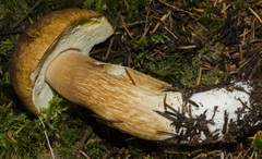 Boletus fibrillosus