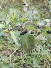 Solanum nigrum