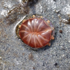 Peachia quinquecapitata