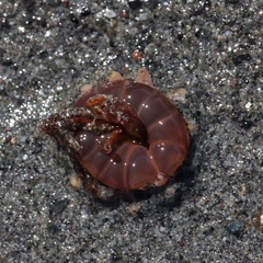 Peachia quinquecapitata