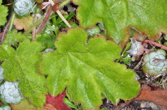 Heuchera pilosissima
