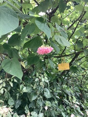Dombeya wallichii