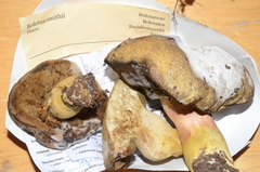 Boletus smithii image