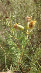 Senecio subulatus erectus