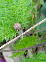 Aegista