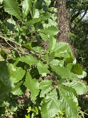 Quercus fabri