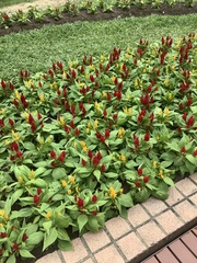 Celosia argentea plumosa