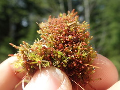Jungermannia rubra