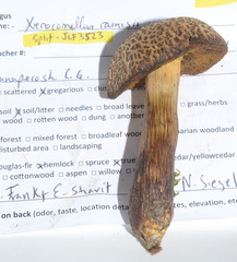 Xerocomellus rainisiae