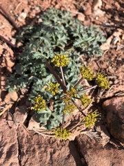 Cymopterus glomeratus fendleri