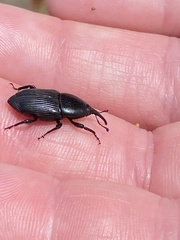Scyphophorus yuccae