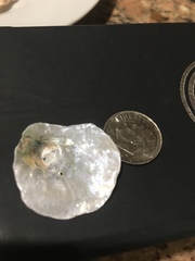 Pododesmus macrochisma