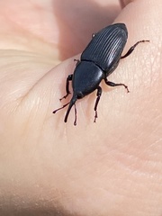 Scyphophorus yuccae