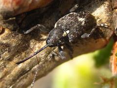 Curculio koreanus