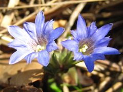 Gentiana zollingeri