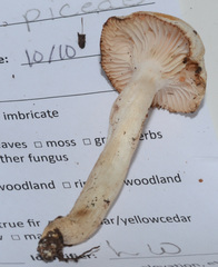 Hygrophorus piceae