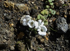 Veronica spathulata