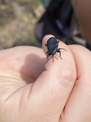 Scyphophorus yuccae
