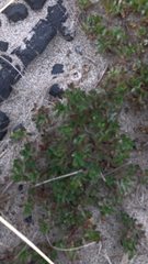 Pelargonium capitatum