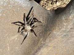 Calisoga longitarsis