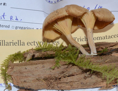 Pseudoarmillariella ectypoides