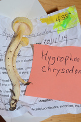 Hygrophorus chrysodon image