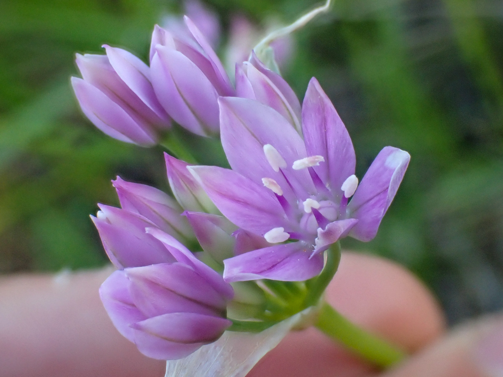 Allium unifolium