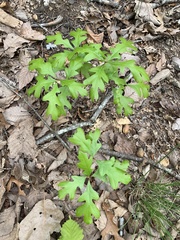 Quercus georgiana