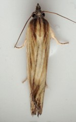 Eucosma radiatana
