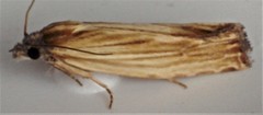 Eucosma radiatana