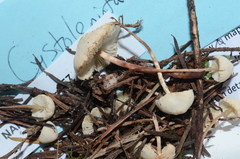 Cystolepiota seminuda