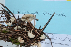Cystolepiota seminuda
