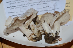 Clitocybe dilatata