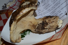 Catathelasma imperiale