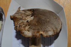 Tricholoma pardinum