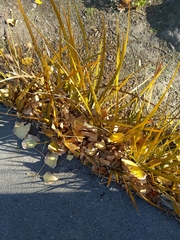 Libertia peregrinans