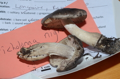 Tricholoma nigrum
