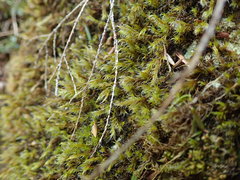 Racomitrium lawtonae