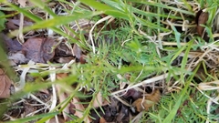 Penstemon pinifolius