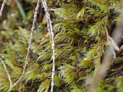 Racomitrium lawtonae