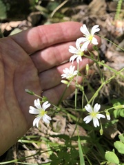 Cerastium velutinum