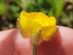 Ranunculus macrophyllus image