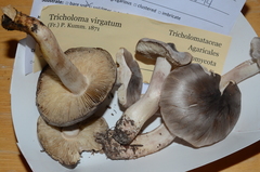 Tricholoma